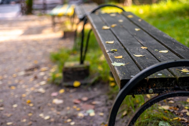 Bench in an autumn park with yellow leaves on it