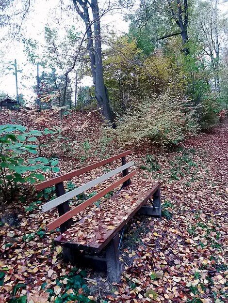 秋の公園のベンチ