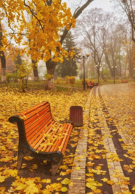 色鮮やかな紅葉と木々が茂る秋のベンチ