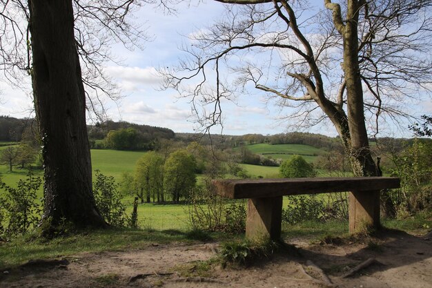 Photo bench by trees against sky