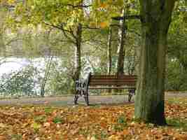 Photo bench by trees in park during autumn