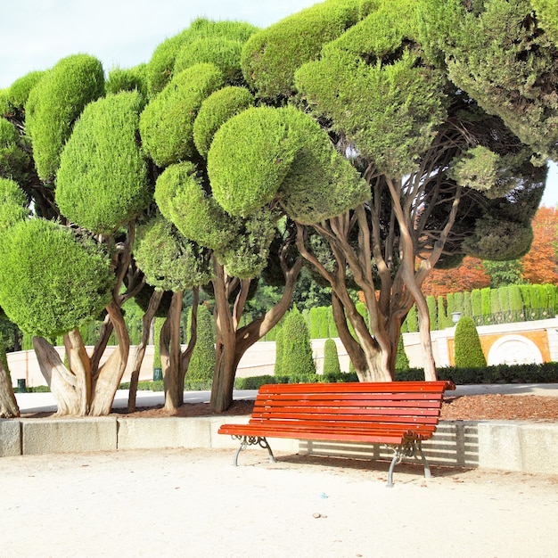 Bench under cut cypress in Buen Retiro park. Madrid