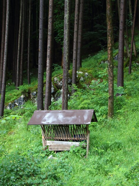 Photo bench in forest