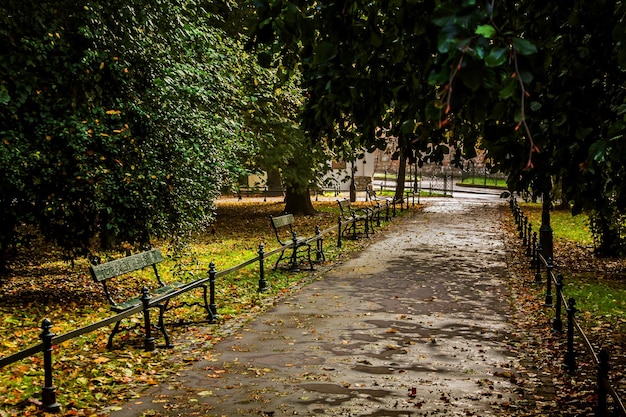 Bench in green park with path way