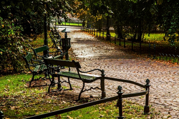 Bench in green park with path way