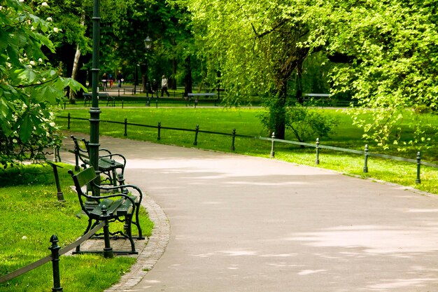 Bench in green park