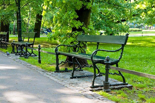 Bench in green park