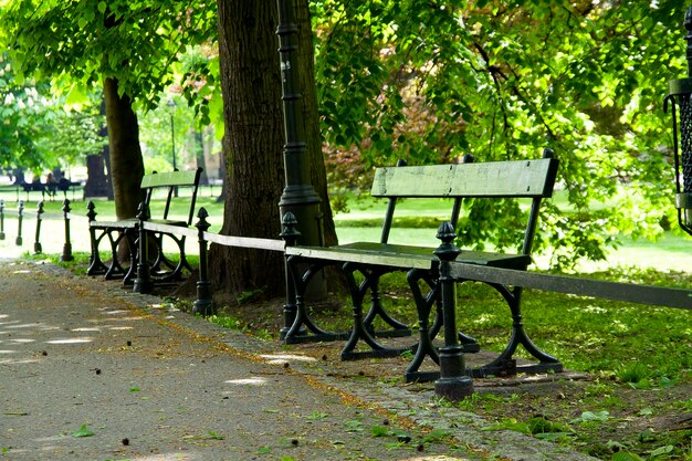 Bench in green park