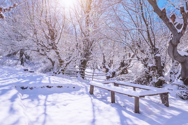 写真 雪に覆われた庭のベンチ