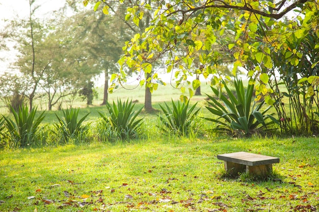 Bench on the lawn.