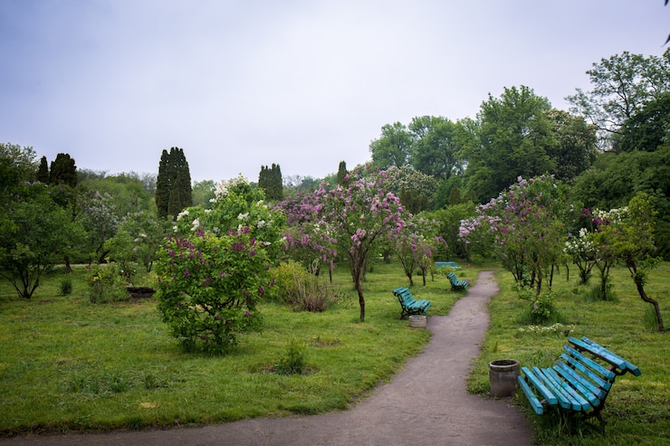 Фотография скамейка в сиреневом саду