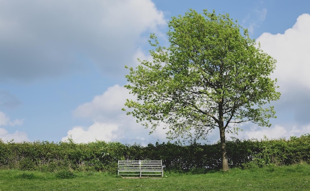 Bench near a tree in spring