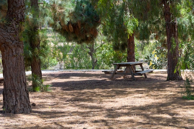 Bench near the trees in a picnic area