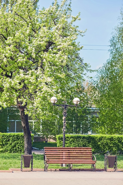 Скамейка в парке под каштаном