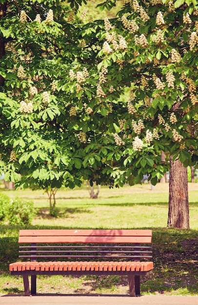 Bench in the park under the chestnut