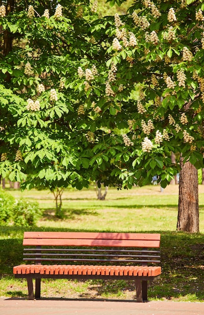 Bench in the park under the chestnut