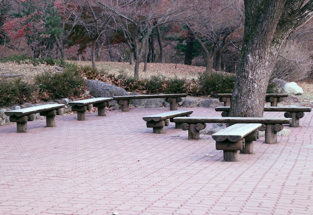 Bench in park korea