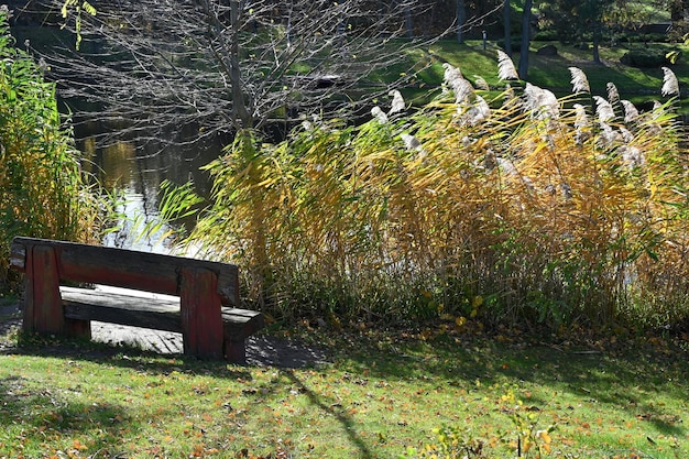 絵のように美しい池の近くの公園のベンチ