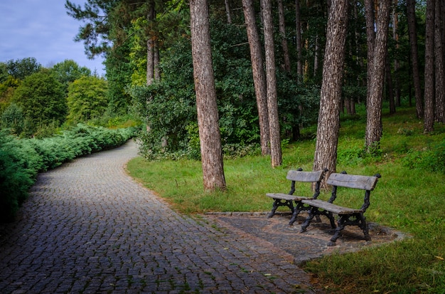 木の近くの公園のベンチ、ロマンチックな場所