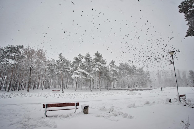 Bench in the park in the snow