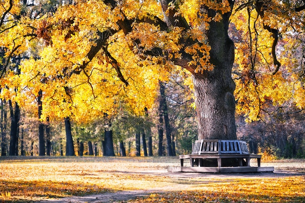 Bench in the park under spreading tree