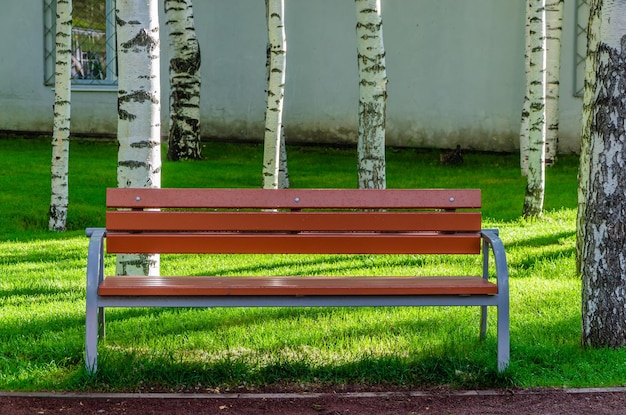 A bench in the park in summer near the birches.