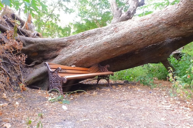 bench in the park with fallen tree in the background