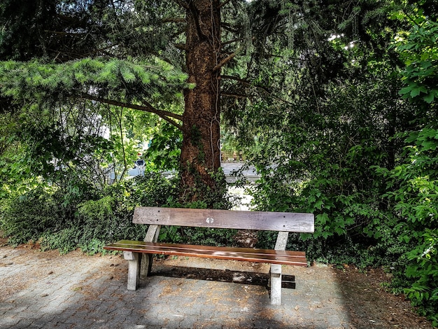 Photo bench in park