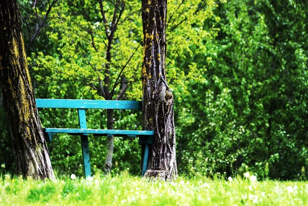 Bench in park