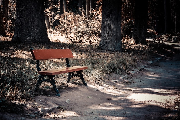 Bench in the park