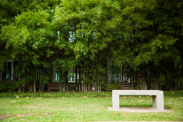 Photo bench seats and bamboo.