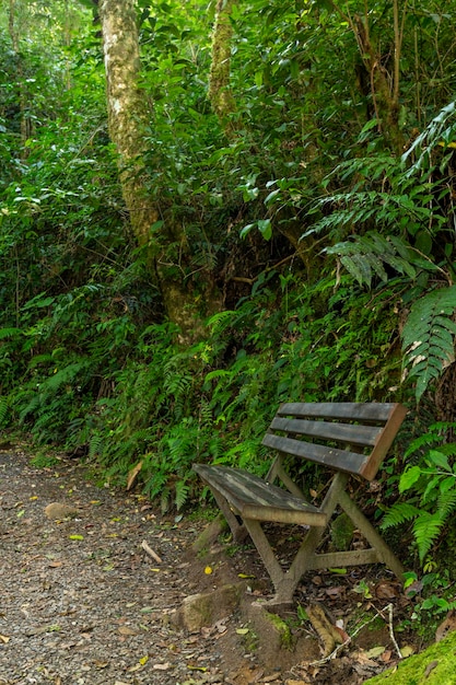 A bench sits along a trail in a tropical cloud forest Volcan Baru national park Chiriqui province Panama Central America