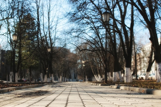 Скамейка в весеннем парке