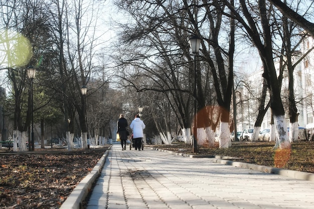 Скамейка в весеннем парке