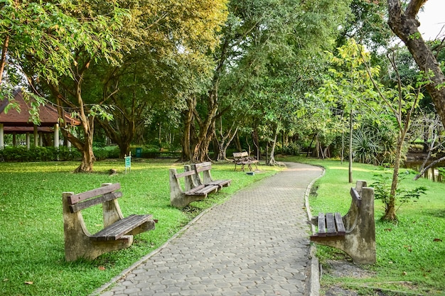 公園の歩道の横の木の下にベンチ