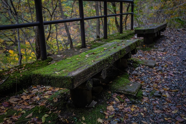 A bench with moss on it in a forest