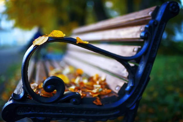 Benches in the autumn park