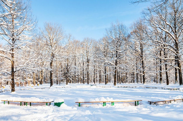 Benches at forest glade in urban park in sunny day