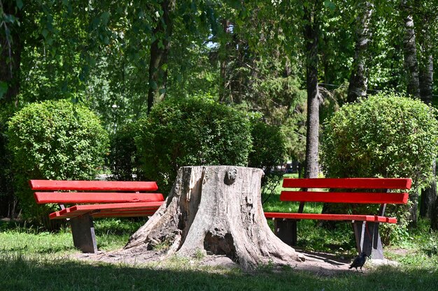 テルノーピリ市の都市公園で休憩するためのベンチ