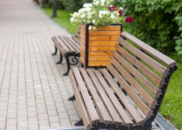 Benches stand in a row in an alley in a summer Park with flowers