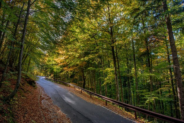 Bend in mountain road in the forest