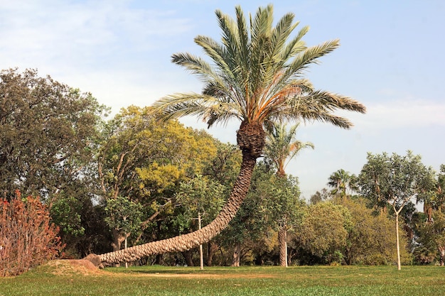 Bended palm tree in the park