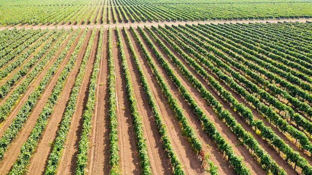 Beneath the Grapevines A Look at the Rows from Above