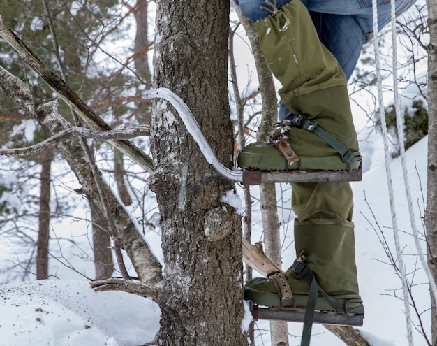 Benen van een man die een boom beklimt met paalklimmers aan zijn voeten. Winter.