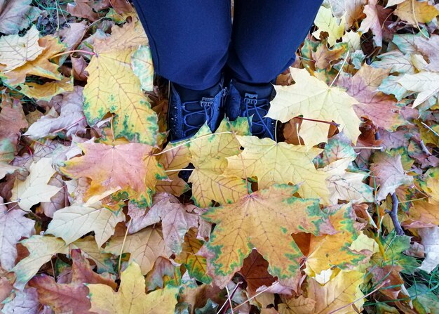 Benen van een meisje staan in herfstgebladerte in een park gele en oranje bladeren in de herfst