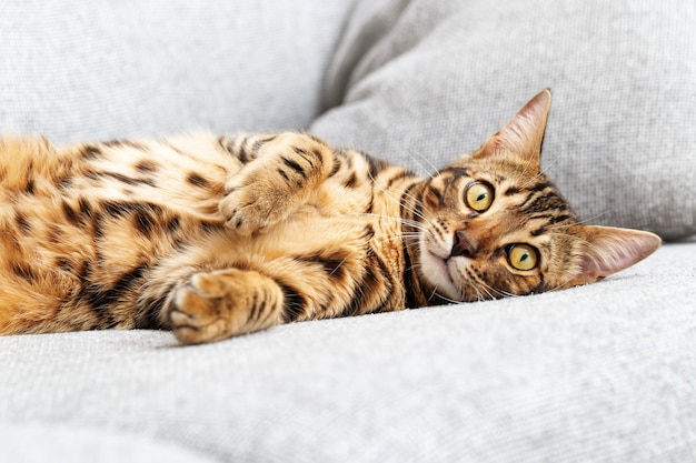 Bengaalse jonge kat rust op grijze bank schattig tabby kitten kijkt naar de camera