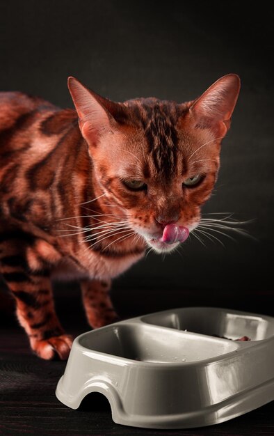 Bengaalse kat eten op een donkere achtergrond verticaal geen mensen close-up selectieve focus