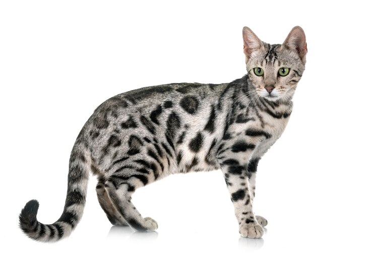 Foto bengaalse kat in de studio