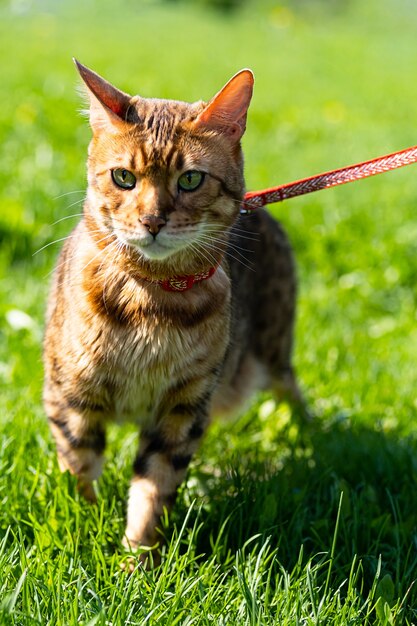 Bengaalse kat met een riem die op het groene gras loopt