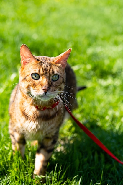 Bengaalse kat met een riem die op het groene gras loopt